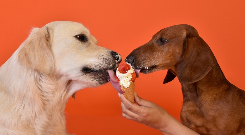 Get Dürfen Hunde Wiener Würstchen Essen PNG