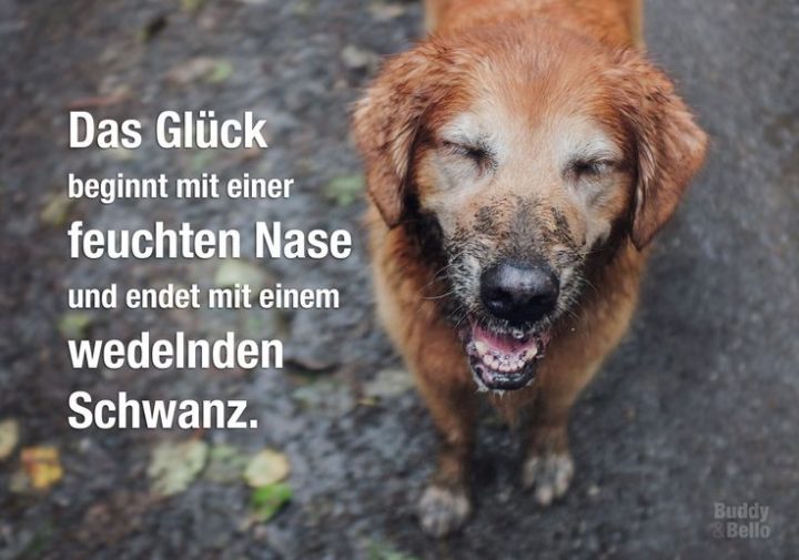 was bedeutet es wenn ein hund nuckelt