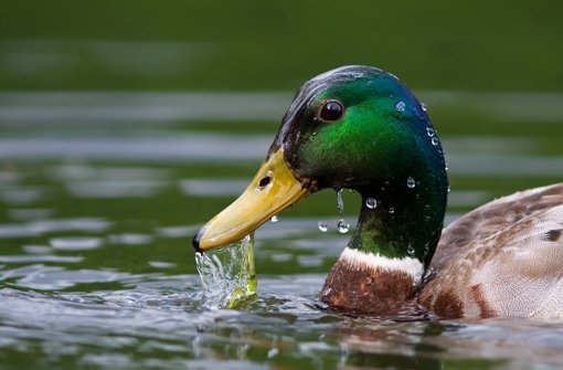 46+ Was Reimt Sich Auf Ente Images