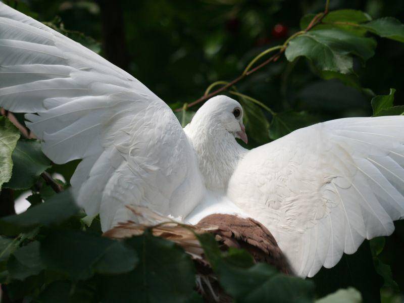 taube mit federn an den füßen