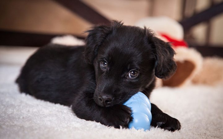 comment empêcher un chiot de mordiller les meubles comment empêcher un chiot de mordiller les meubles