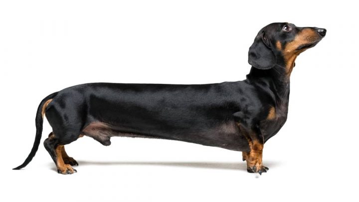 wie lang ist der längste dackel der welt