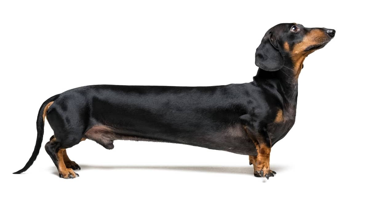 wie lang ist der längste dackel der welt