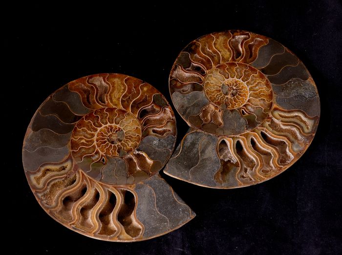 l ammonite chambres & table d hôtes