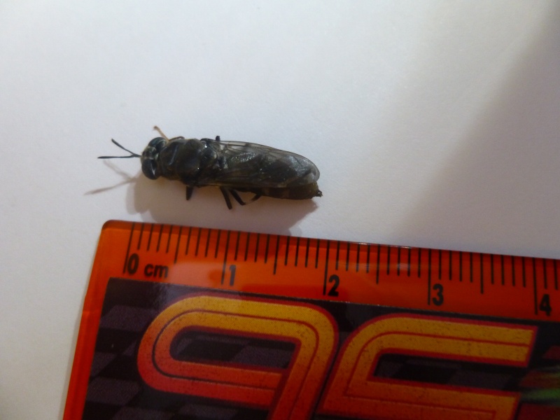 petit insecte noir volant cuisine