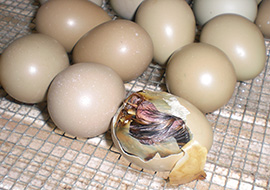 ab wann piepsen küken im ei