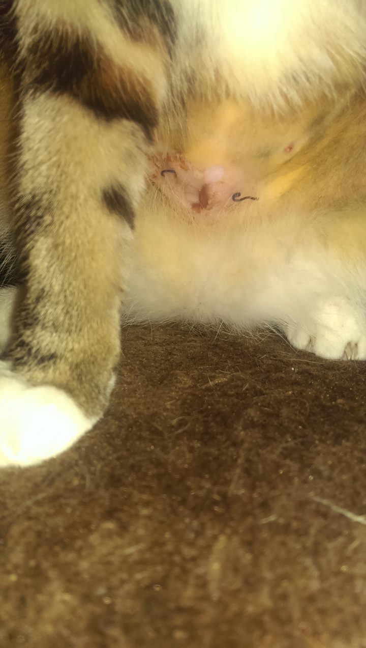 kater kastration wunde heilung