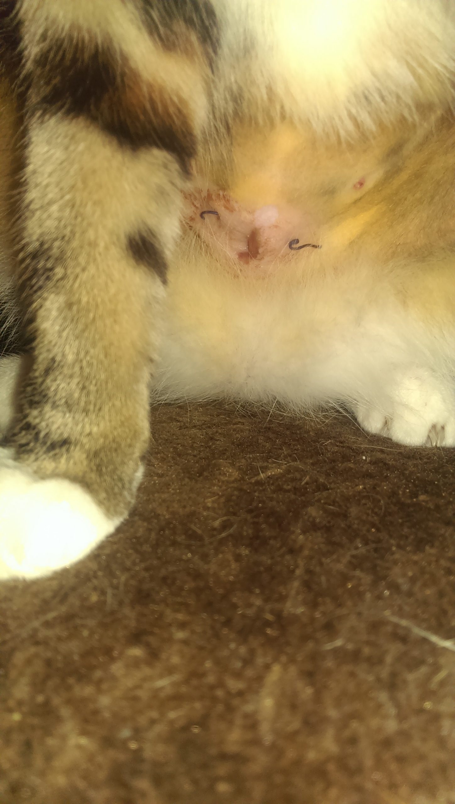 kater kastration wunde heilung