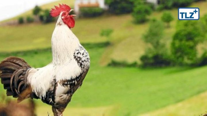 hahn kräht nicht mehr hahn kräht nicht mehr