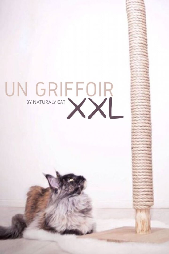 race de chat qui ne griffe pas les meubles race de chat qui ne griffe pas les meubles