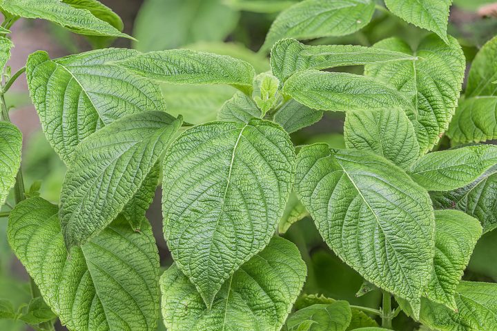 azteken salbei pflanze kaufen