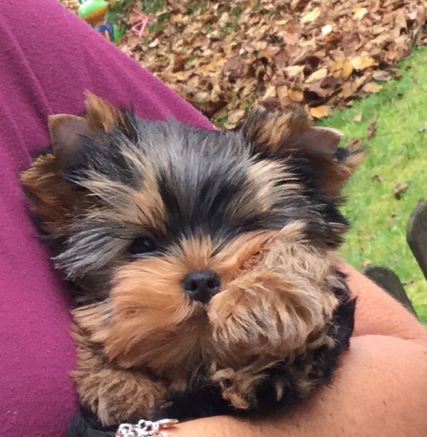 ältere yorkshire terrier kaufen