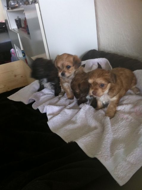 yorkshire mix welpen yorkshire mix welpen