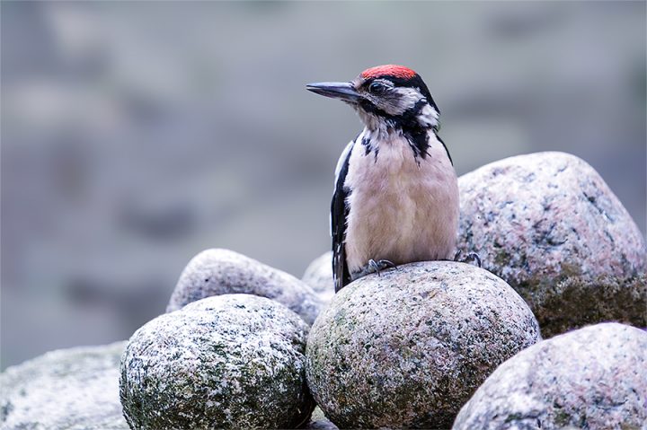 nackt und kess am königssee