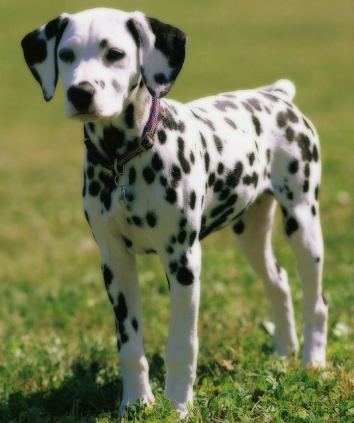 dobermann dalmatiner mix dobermann dalmatiner mix