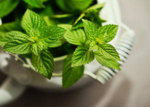 minze im gewächshaus minze im gewächshaus