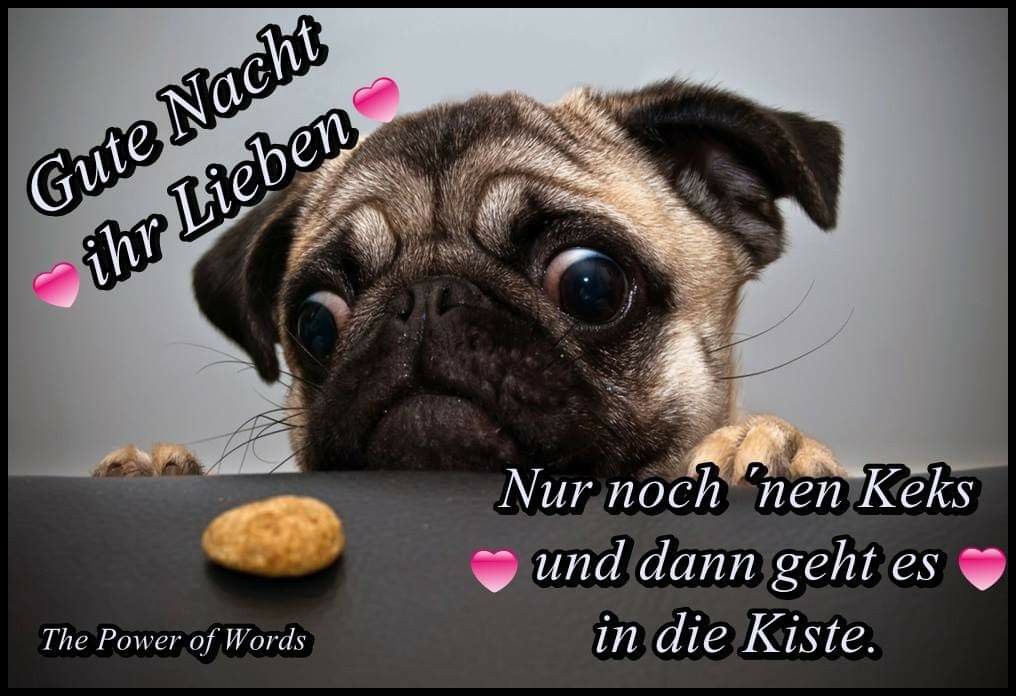 gute nacht hunde bilder