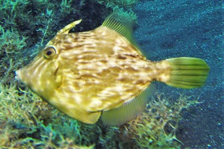 fisch mit dicken lippen fisch mit dicken lippen