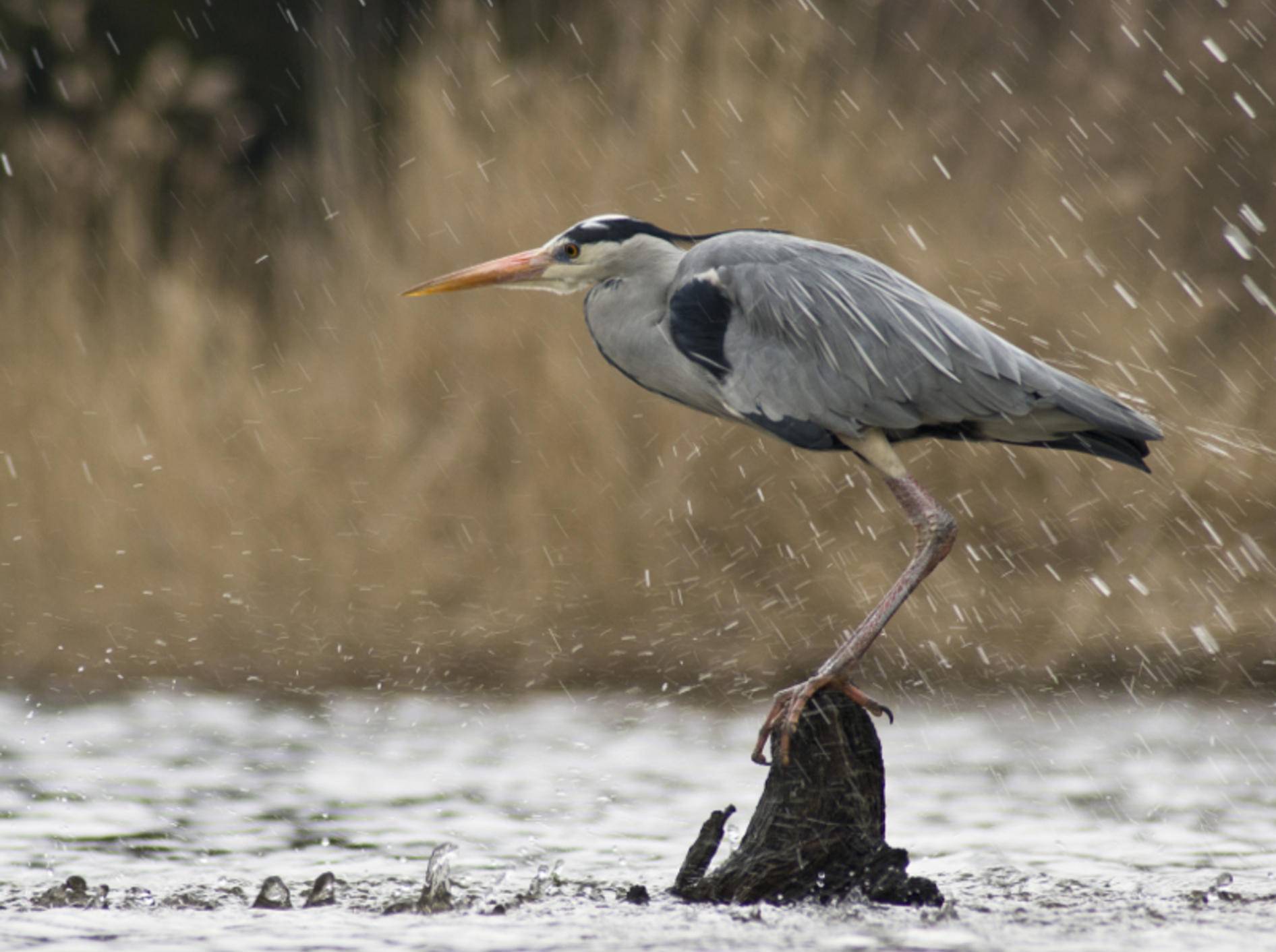 vogel ins haus geflogen