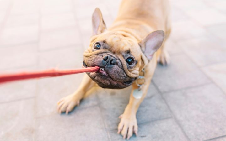 hundeleine hölle der löwen hundeleine hölle der löwen