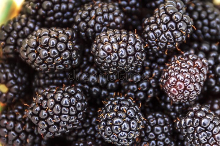 auf dem busch auf dem busch