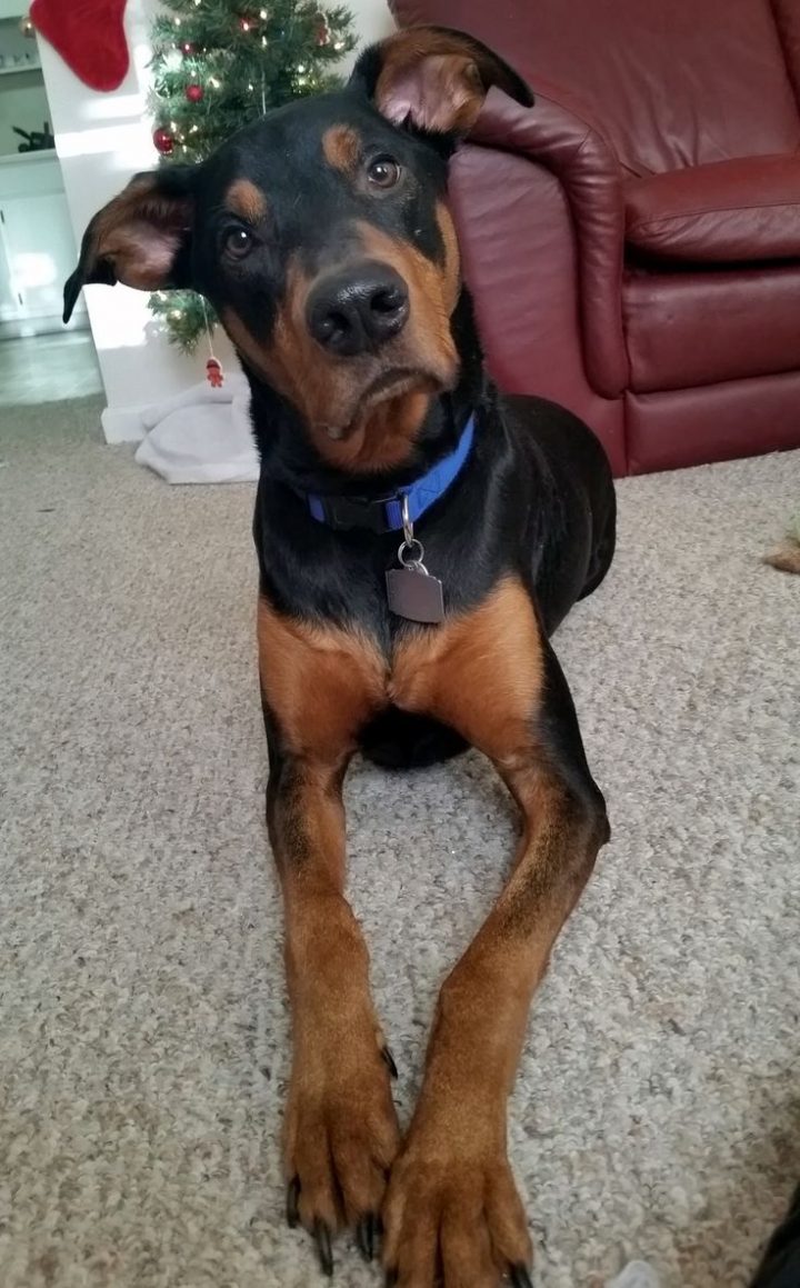 dobermann pudel mix