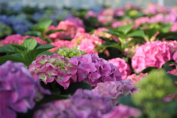 hortensien neuheiten 2021 hortensien neuheiten 2021