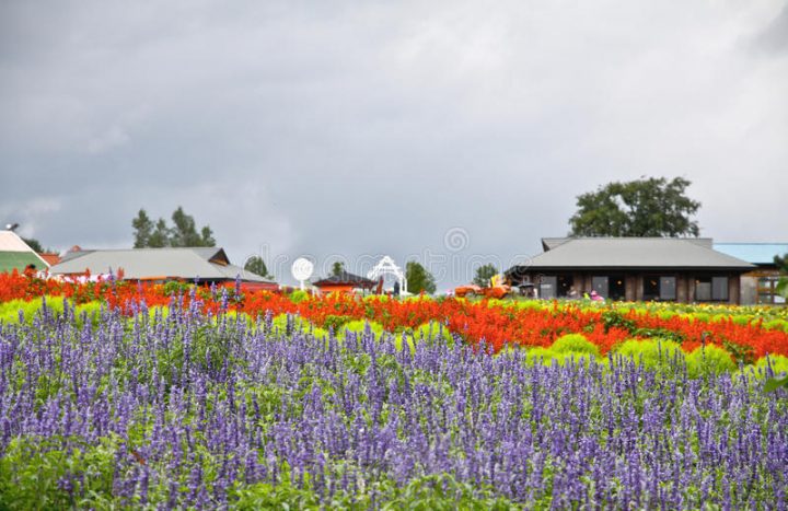 lavendelfelder deutschland 2020 lavendelfelder deutschland 2020
