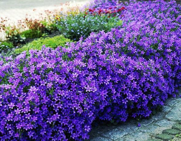 campanula portenschlagiana blue magic