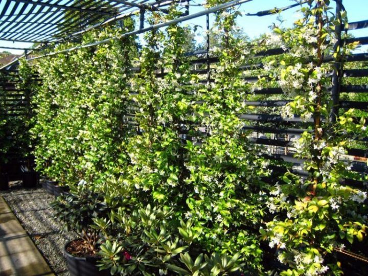 12 Plantes Grimpantes Pour Cloturer Votre Jardin | Plante pour Cloturer Son Jardin