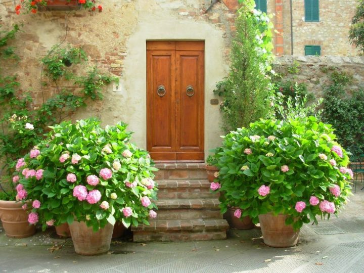 12 Plantes Grimpantes Pour Cloturer Votre Jardin | Plante serapportantà Cloturer Son Jardin