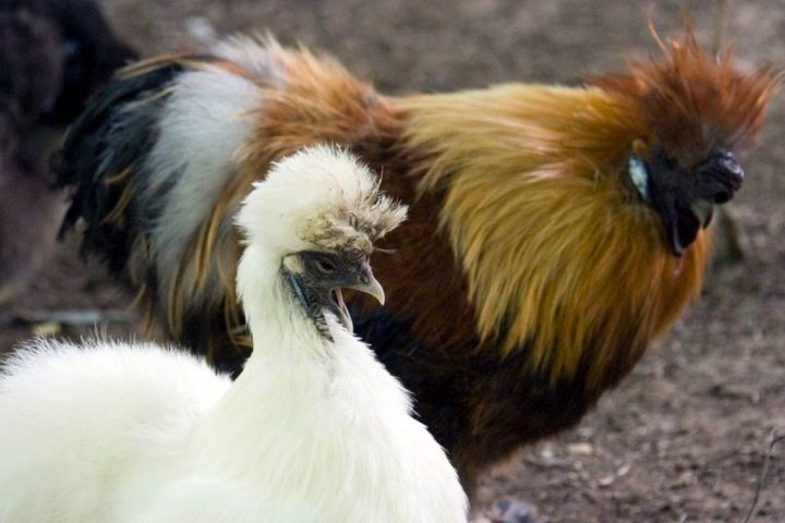 hahn kräht sound hahn kräht sound