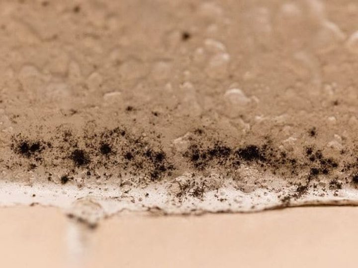 5 Astuces Nettoyage Contre Les Moisissures Dans La Salle De Bain pour Moisissures Salle De Bain