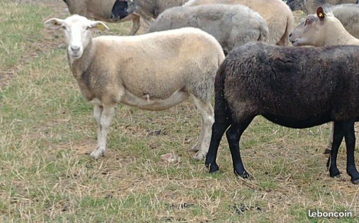 55 Bon Coin Animaux 62 destiné Le Bon Coin62