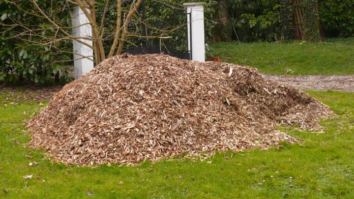 Abattage Des Peupliers – Le Jardin D'Emilie avec Ecorces Jardin Abattage Des Peupliers – Le Jardin D'Emilie avec Ecorces Jardin