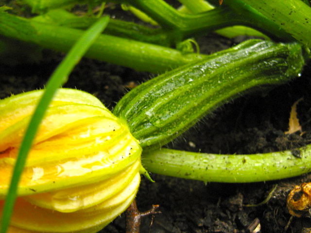 Acheter Sujet De Jardin intérieur Vima Salon De Jardin