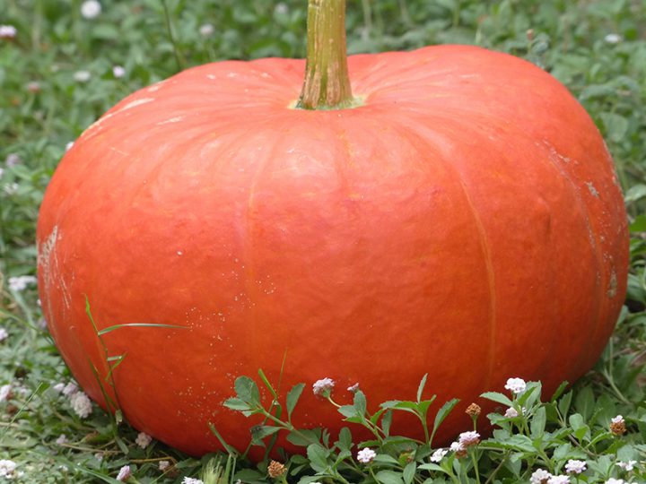 Archives Des Potiron – Arts Et Voyages à Potiron Meubles Archives Des Potiron – Arts Et Voyages à Potiron Meubles