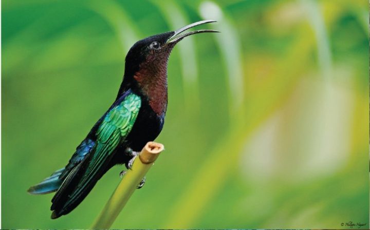 Au Jardin Des Colibris : Entre Hébergement De Charme Et serapportantà Au Jardin Des Colibris Au Jardin Des Colibris : Entre Hébergement De Charme Et serapportantà Au Jardin Des Colibris