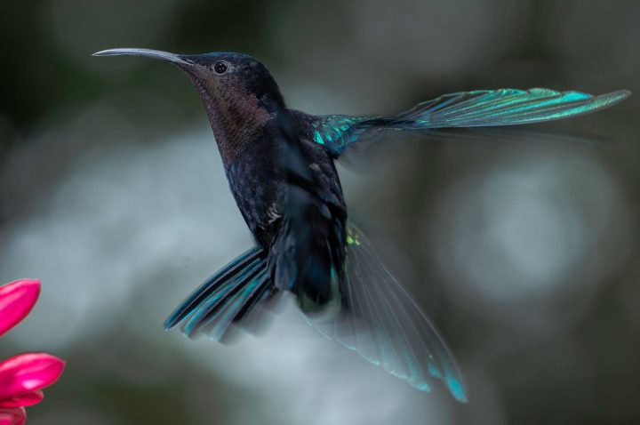 Au Jardin Des Colibris – Guadeloupe serapportantà Au Jardin Des Colibris Au Jardin Des Colibris – Guadeloupe serapportantà Au Jardin Des Colibris