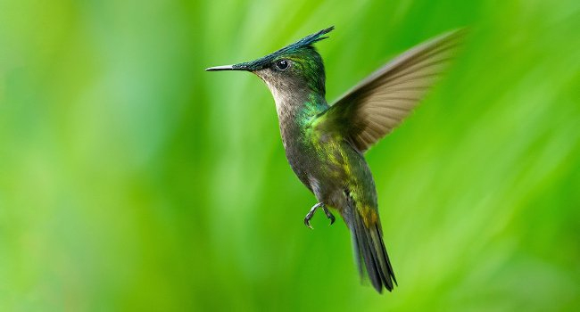 « Au Jardin Des Colibris » Le 1Er Établissement Refuge Lpo à Au Jardin Des Colibris « Au Jardin Des Colibris » Le 1Er Établissement Refuge Lpo à Au Jardin Des Colibris
