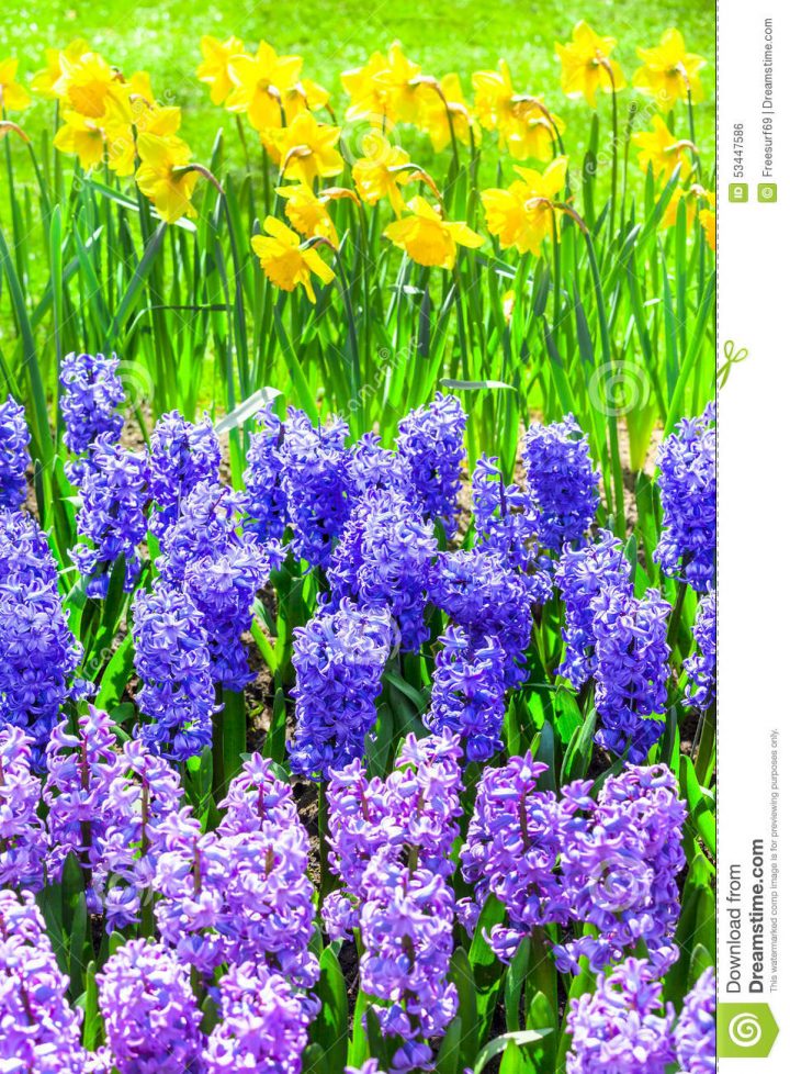 Beau Jardin Floral Parc De Keukenhof En Hollande Photo destiné Jardin De Keukenhof Beau Jardin Floral Parc De Keukenhof En Hollande Photo destiné Jardin De Keukenhof