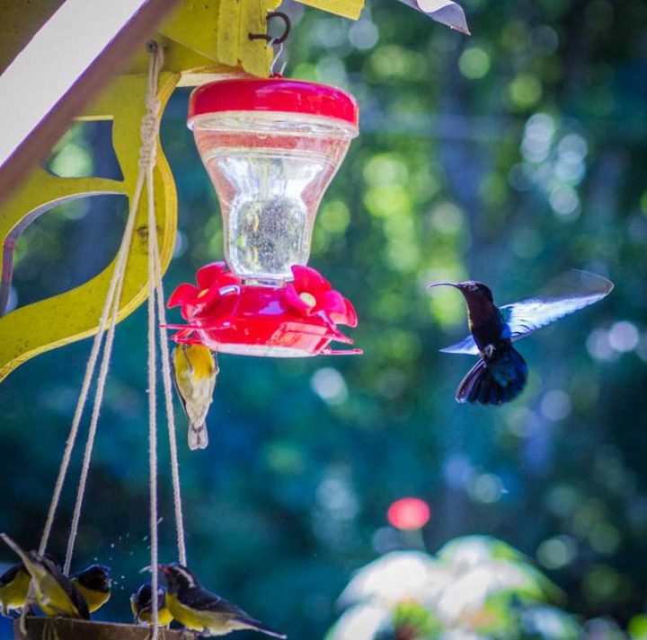 Cabane Dans Les Arbres – Au Jardin Des Colibris : Cabane avec Au Jardin Des Colibris Cabane Dans Les Arbres – Au Jardin Des Colibris : Cabane avec Au Jardin Des Colibris