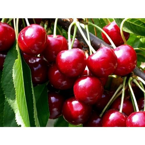 Cerisier 'Bigarreau Marmotte' - Grandiflora concernant Cerezo Déstockage