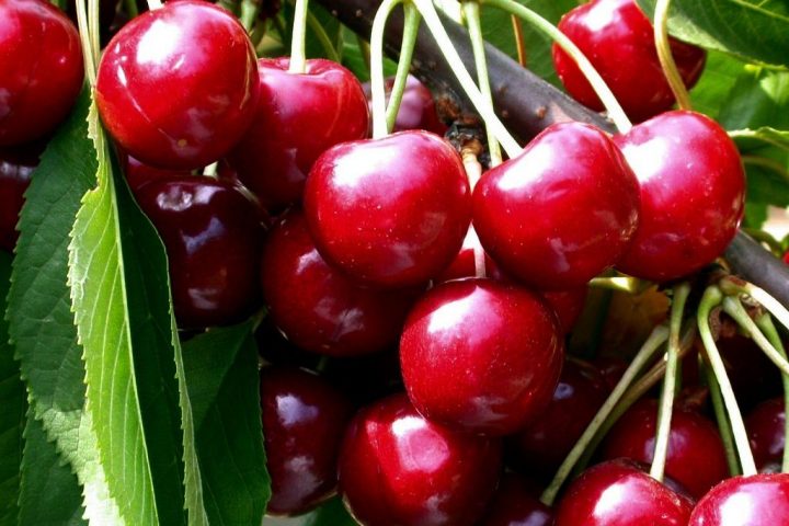 Cerisier 'Bigarreau Moreau' – Grandiflora serapportantà Cerezo Déstockage