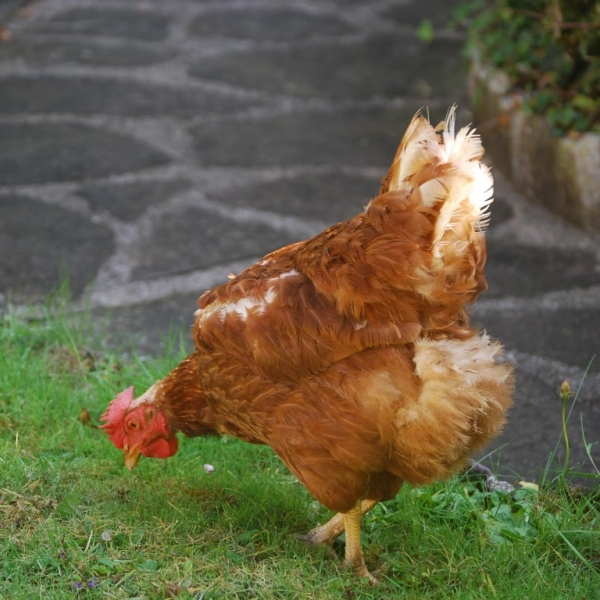 Chambres D’hôtes Et Gîte À Antrain Près Du Mont Saint intérieur Chambre D Hote Près Du Mont St Michel Chambres D’hôtes Et Gîte À Antrain Près Du Mont Saint intérieur Chambre D Hote Près Du Mont St Michel