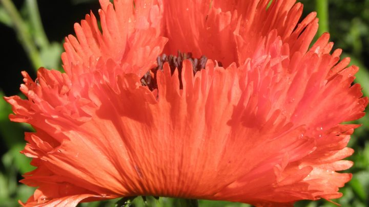 Chambres D'hôtes Et Gîte Du Jardin D' Arsac En Corrèze destiné Chambre D Hote Brive La Gaillarde