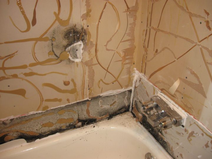 Champignon Salle De Bain | Bright Shadow Online destiné Moisissures Salle De Bain