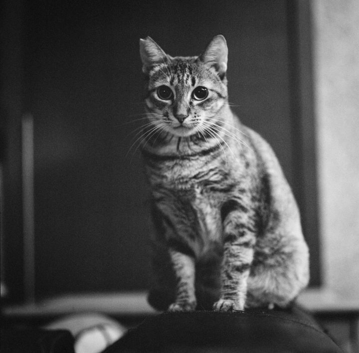 Chat La Nuit dedans Camera Cachee Chambre