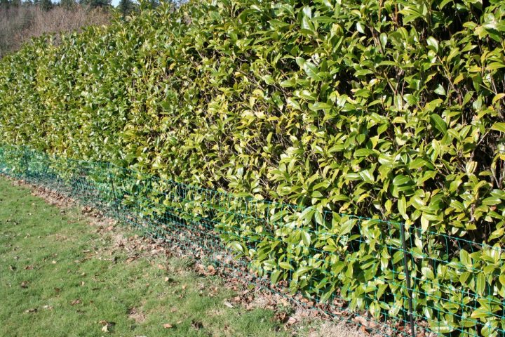 Clôturer Son Jardin – Esprit Laïta dedans Cloturer Son Jardin Clôturer Son Jardin – Esprit Laïta dedans Cloturer Son Jardin