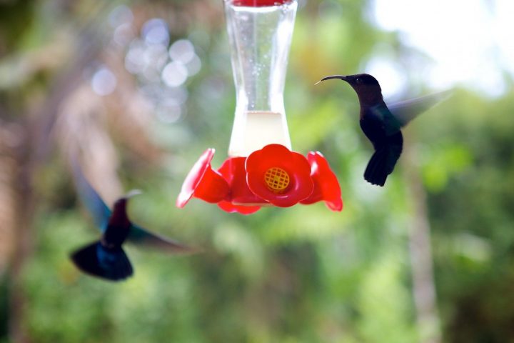 Colibris Au Jardin De Balata, Martinique Les Jolis Moments tout Au Jardin Des Colibris Colibris Au Jardin De Balata, Martinique Les Jolis Moments tout Au Jardin Des Colibris